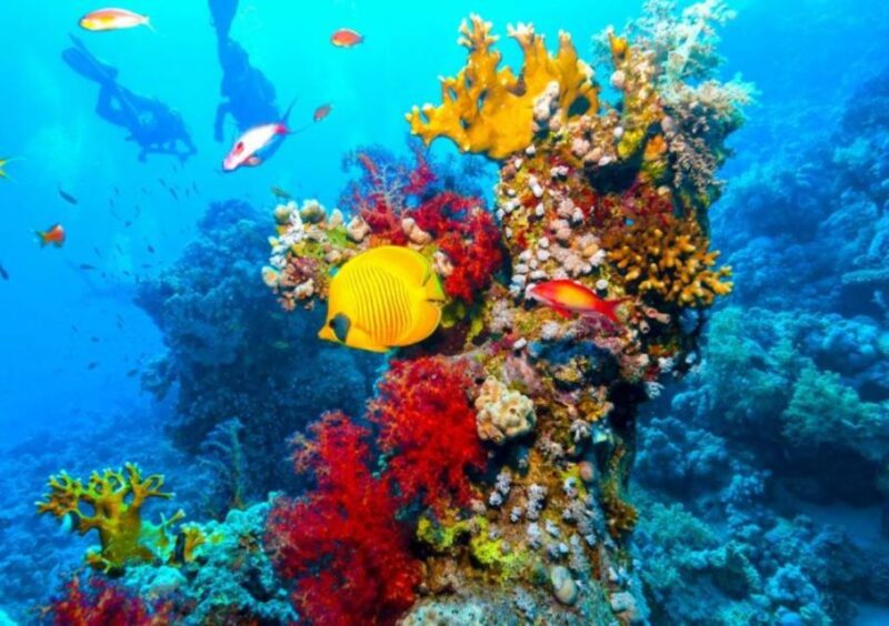 Sharm El Sheikh: ATV Safari and Ras Mohammed National Park - Included Features