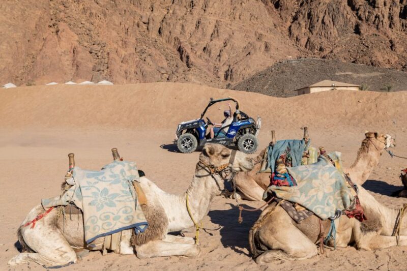 Sharm El-Sheikh: Bedouin Tent and Buggy Desert Day Tour - Experience and Activities
