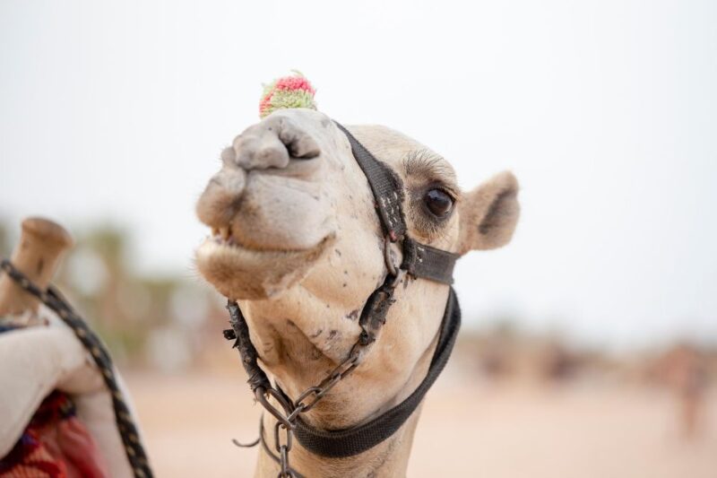 Sharm El Sheikh: Buggy, Atv, & Camel Ride With Dinner & Show - Participant Information