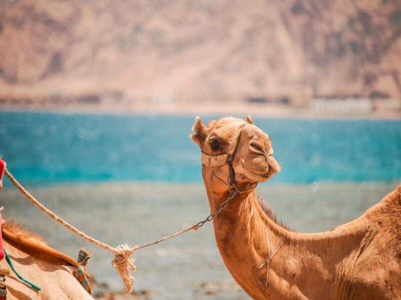 Sharm El Sheikh: Dahab, Canyon, Camel, and Snorkel Jeep Tour - Customer Reviews and Ratings