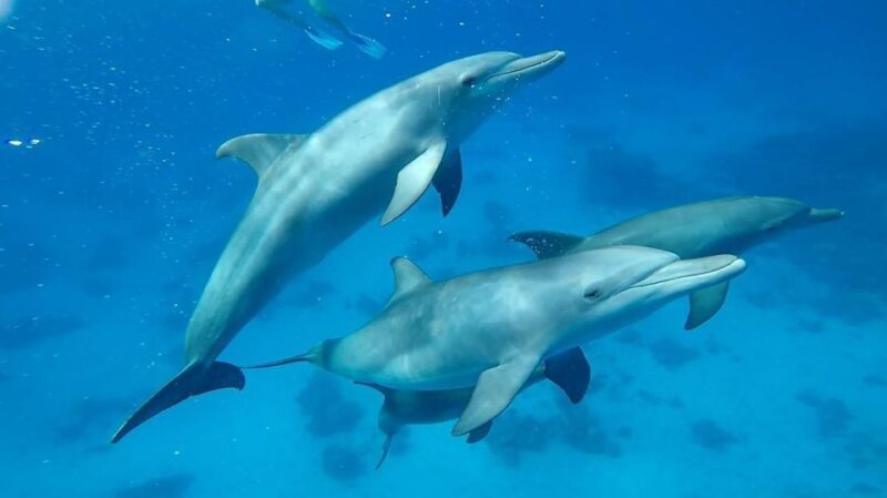 Sharm El Sheikh: Day Sail to White Island and Ras Mohamed - Languages and Guide