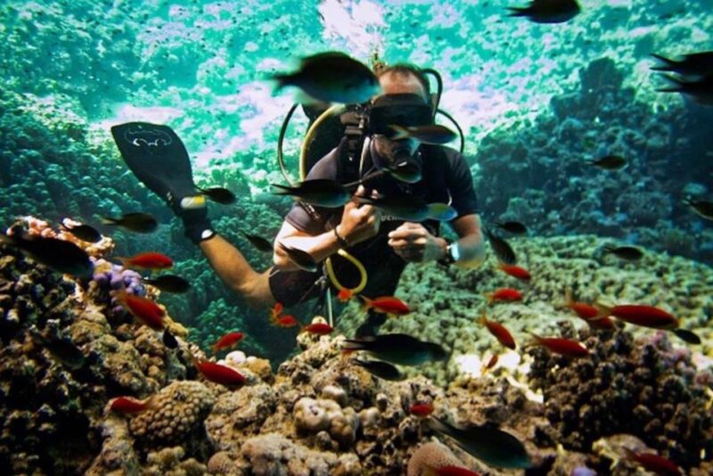 Sharm El Sheikh: Diving Day Trip by Boat at Ras Mohamed - Itinerary and Experience
