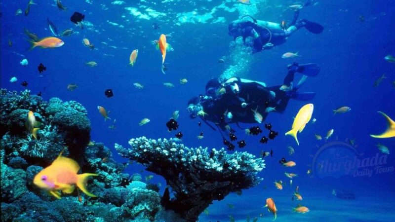 Sharm El Sheikh: Diving Day Trip by Boat at Ras Mohamed - Customer Feedback and Ratings