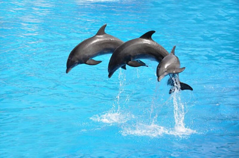 Sharm El-Sheikh: Dolphin Show & Optional Swimming W/Dolphins - Key Points