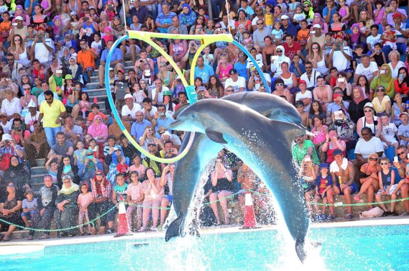 Sharm El-Sheikh: Dolphin Show & Optional Swimming W/Dolphins - Transportation and Accessibility