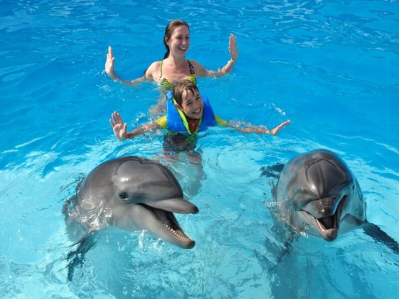 Sharm El-Sheikh: Dolphin Show & Optional Swimming W/Dolphins - Additional Activities