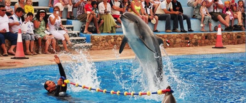 Sharm El-Sheikh: Dolphin Show & Optional Swimming W/Dolphins - Key Points