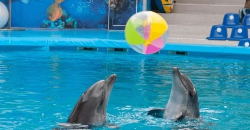 Sharm El-Sheikh: Dolphin Show & Optional Swimming W/Dolphins - Experience Details