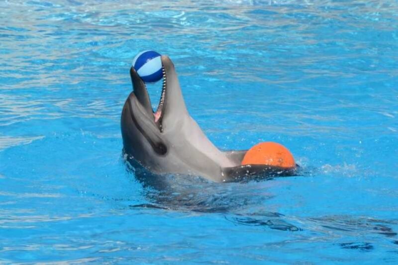 Sharm El-Sheikh: Dolphin Show & Optional Swimming W/Dolphins - Additional Photo Opportunities
