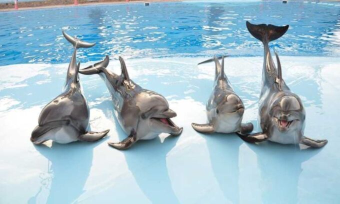Sharm El-Sheikh: Dolphin Show & Optional Swimming W/Dolphins - Dolphin Show Highlights