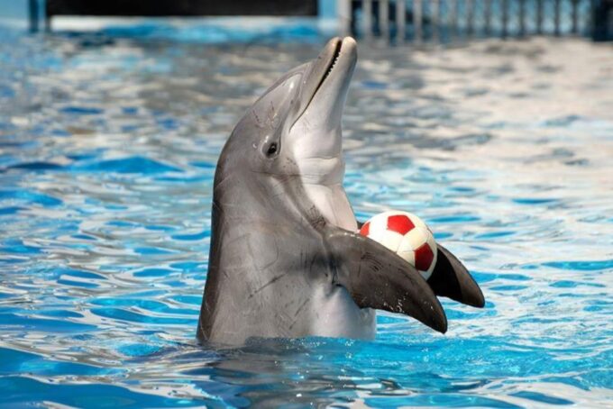 Sharm El-Sheikh: Dolphin Show & Optional Swimming W/Dolphins - Swimming With Dolphins