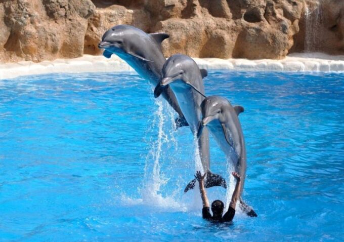 Sharm El-Sheikh: Dolphin Show & Optional Swimming W/Dolphins - Booking and Cancellation