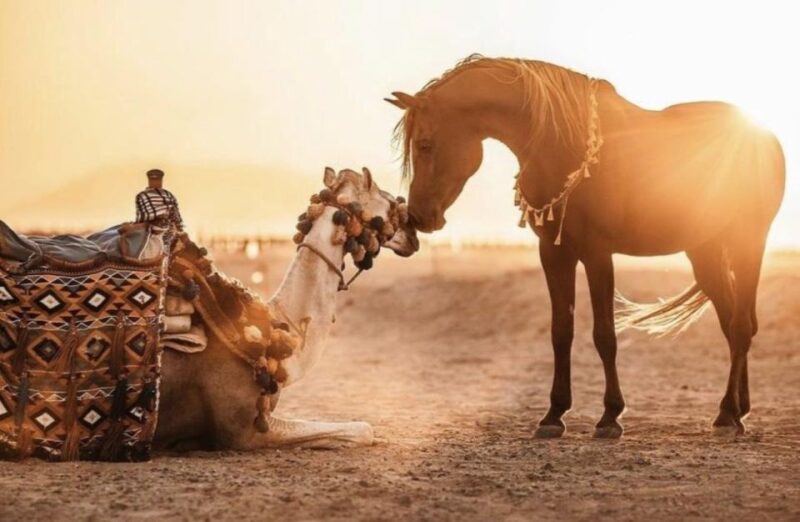 Sharm El Sheikh: Dune Buggy and Horse/Camel Trip With Meal - Included Services