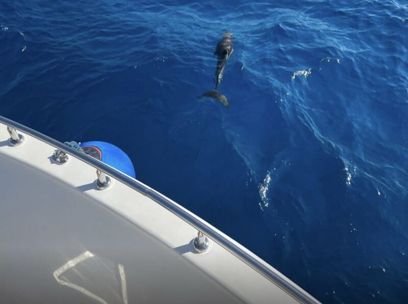Sharm El-Sheikh: Elite VIP Cruise With Lunch and Transfers - Marine Life