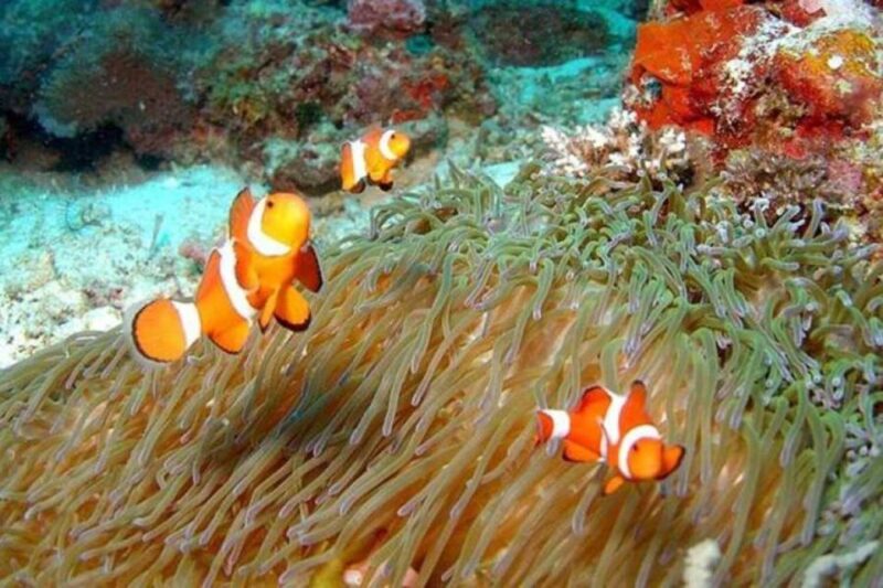 Sharm El-Sheikh: Glass Bottom Boat Coastal Tour - Key Points