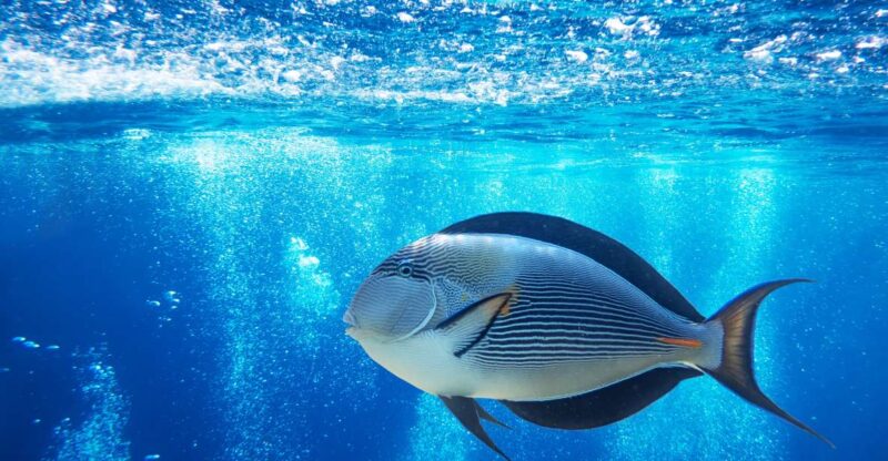 Sharm El-Sheikh: Glass Bottom Boat Coastal Tour - Pricing and Booking