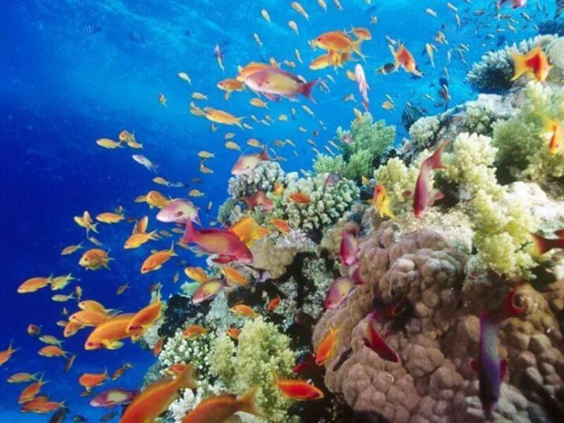Sharm El-Sheikh: Glass Bottom Boat Coastal Tour - Exclusive Viewing Experience