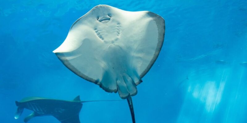Sharm El Sheikh: Glass Bottom Boat Tour & Private Transfer - Key Points