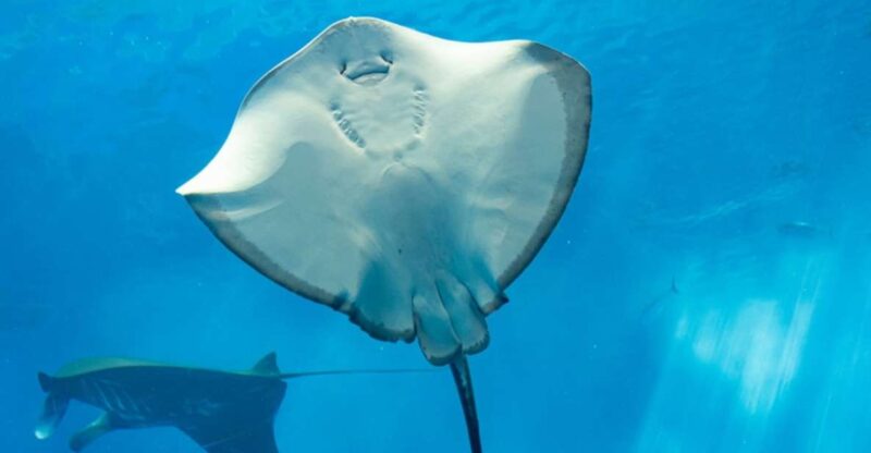 Sharm El Sheikh: Glass Bottom Boat Tour & Private Transfer - Duration and Pricing