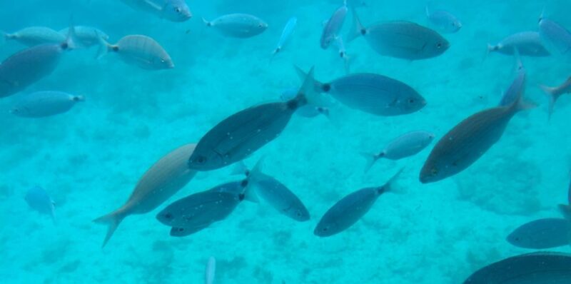 Sharm El Sheikh: Glass Bottom Boat Tour & Private Transfer - Cancellation Policy