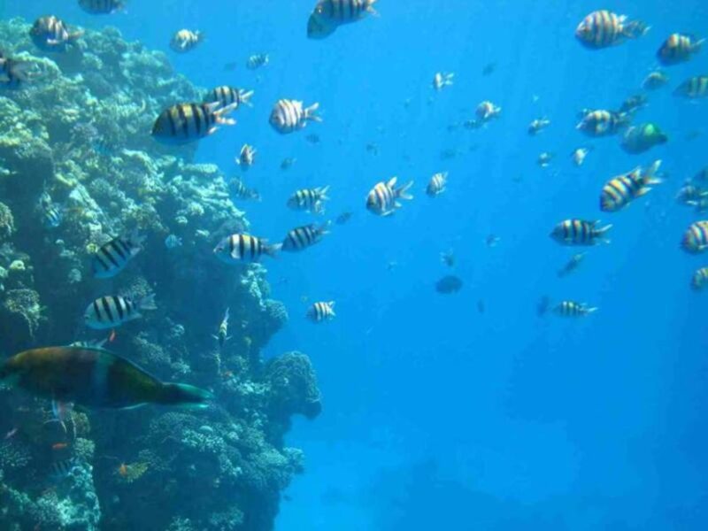 Sharm El-Sheikh: Panoramic Glass Bottom Boat Adventure - Booking and Flexibility