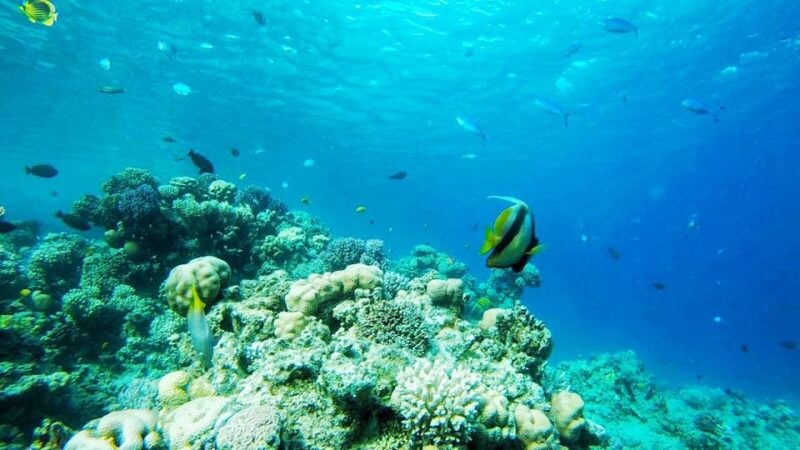 Sharm El-Sheikh: Parasailing, Camel Ride, Dive & Quad Bike - Tour Itinerary
