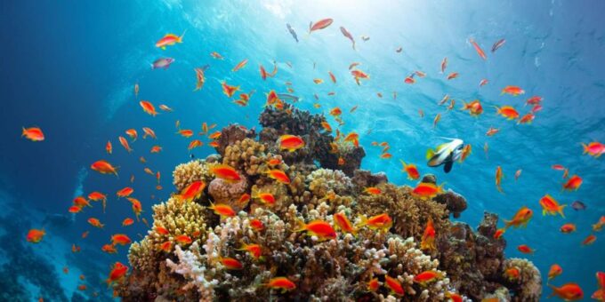 Sharm El-Sheikh Port to Ras Mohamed National Park by Car - Included Services and Amenities