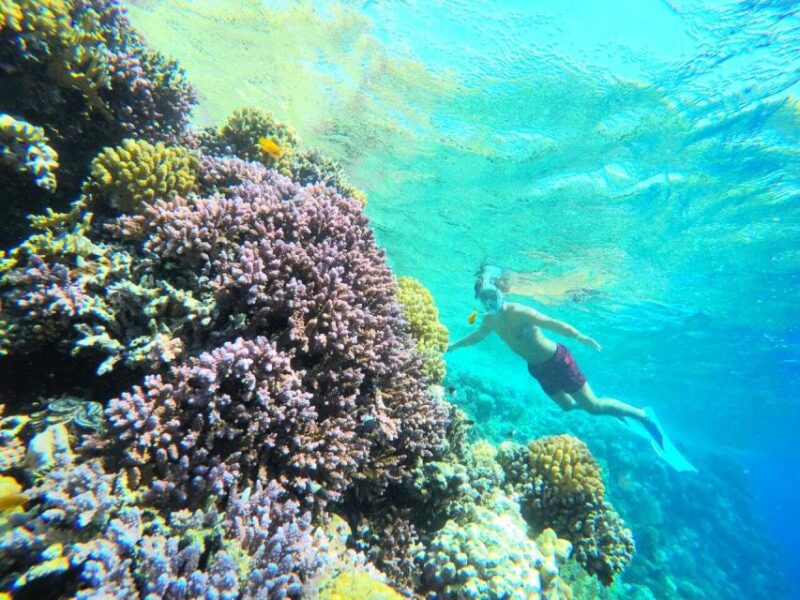 Sharm El Sheikh: Private Speedboat Afternoon Snorkeling Tour - Key Points