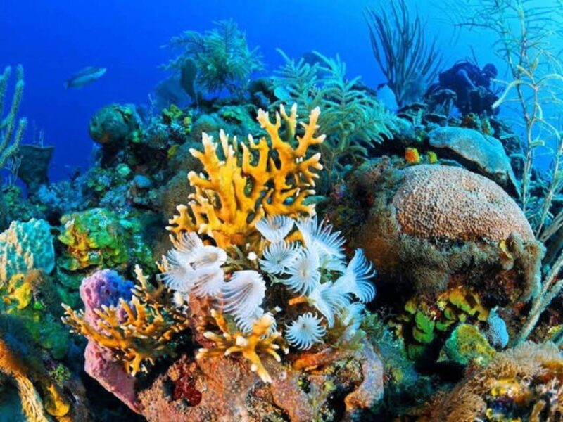Sharm El Sheikh: Private Speedboat Afternoon Snorkeling Tour - Inclusions and Exclusions