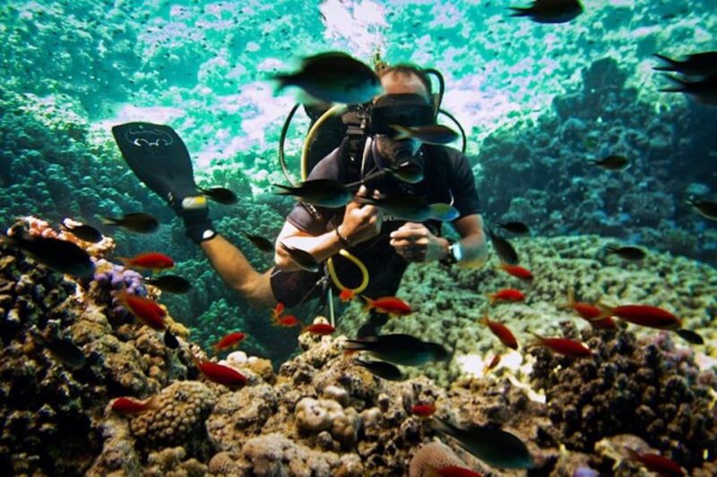 Sharm El Sheikh: Ras Mohamed, White Island, Snorkel & Diving - Key Points