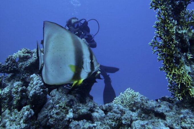 Sharm El Sheikh: Ras Mohamed, White Island, Snorkel & Diving - Frequently Asked Questions