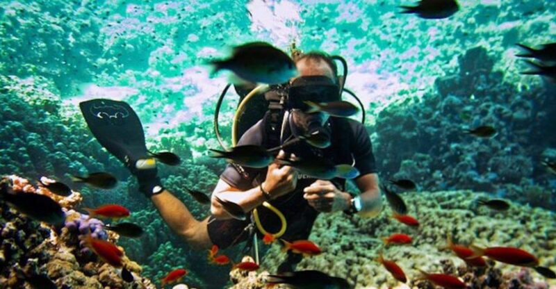 Sharm El Sheikh: Ras Mohamed, White Island, Snorkel & Diving - Itinerary and Highlights