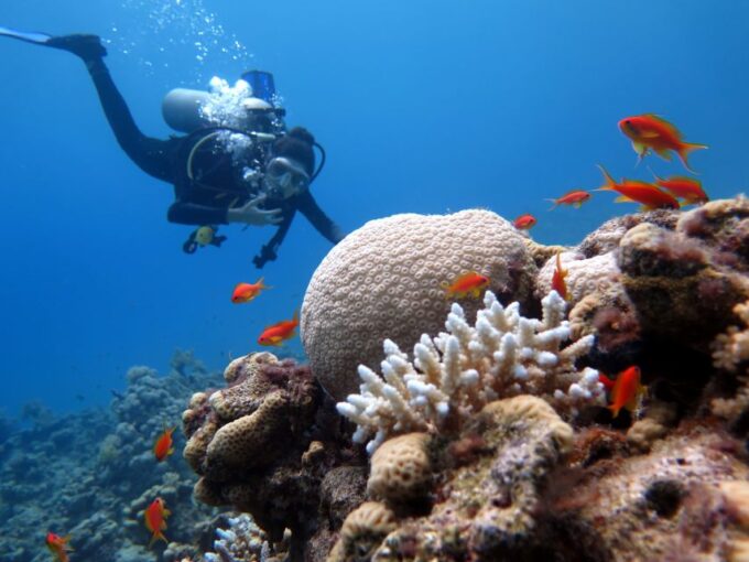 Sharm El Sheikh: Ras Mohamed, White Island, Snorkel & Diving - Customer Ratings and Feedback