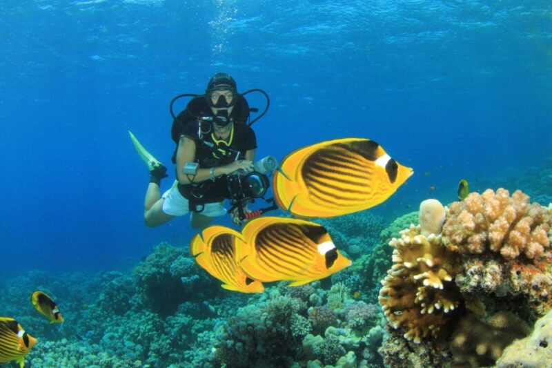 Sharm El Sheikh: Ras Mohamed, White Island, Snorkel & Diving - Inclusions