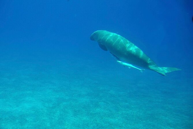 Sharm El-Sheikh: Royal Seascope Submarine Cruise in With Pickup - Suitability and Audience