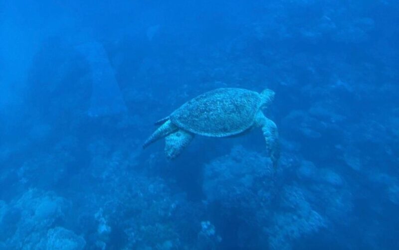 Sharm El-Sheikh: Seascope Submarine Boat Cruise With Pickup - Pickup and Transportation