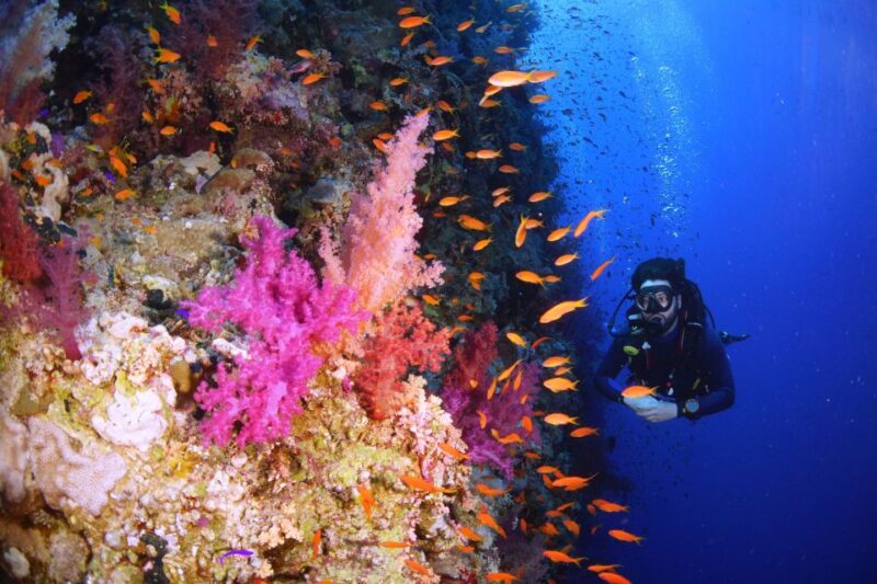 Sharm El Sheikh: Snorkeling at Ras Mohamed & White Island - Experience Highlights