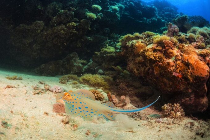 Sharm El Sheikh: Snorkeling at Ras Mohamed & White Island - Frequently Asked Questions
