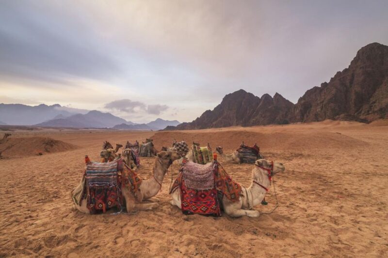 Sharm El Sheikh: Sunrise or Sunset ATV Quad Adventure - Key Points