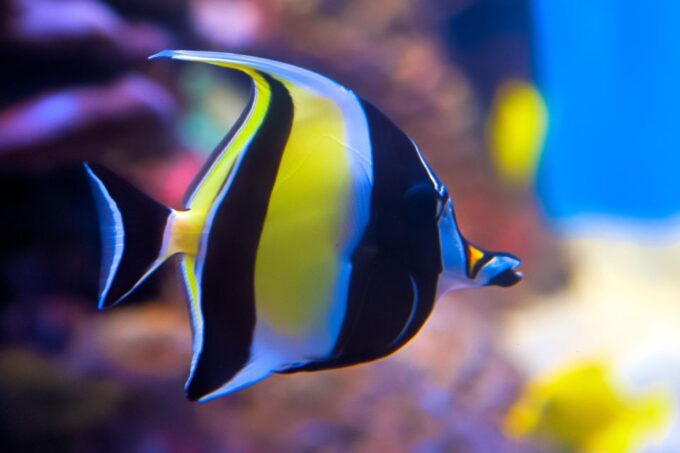 Sharm El Sheikh: Tiran Island Boat Trip W Private Transfers - Pickup and Transfers