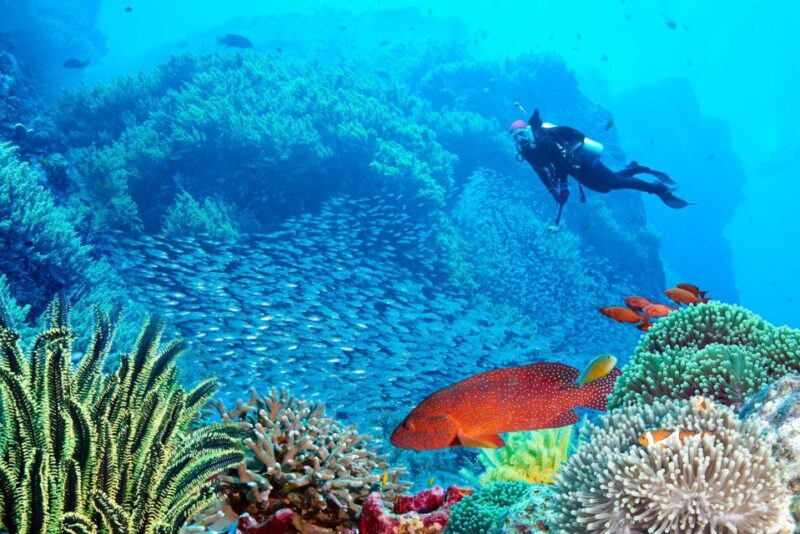 Sharm El Sheikh: Tiran Island Cruise Tour With Intro Dive - Pickup and Transfer