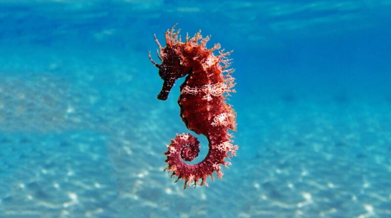 Sharm El Sheikh: Tiran Island Cruise Tour With Intro Dive - Activities on Tiran Island