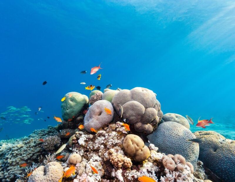 Sharm El Sheikh: Tiran Island Snorkeling Boat Cruise & Lunch - Included in the Tour