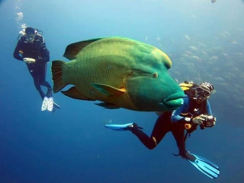 Sharm: Ras Mohamed Diving Boat Trip With Private Transfers - Itinerary and Experience