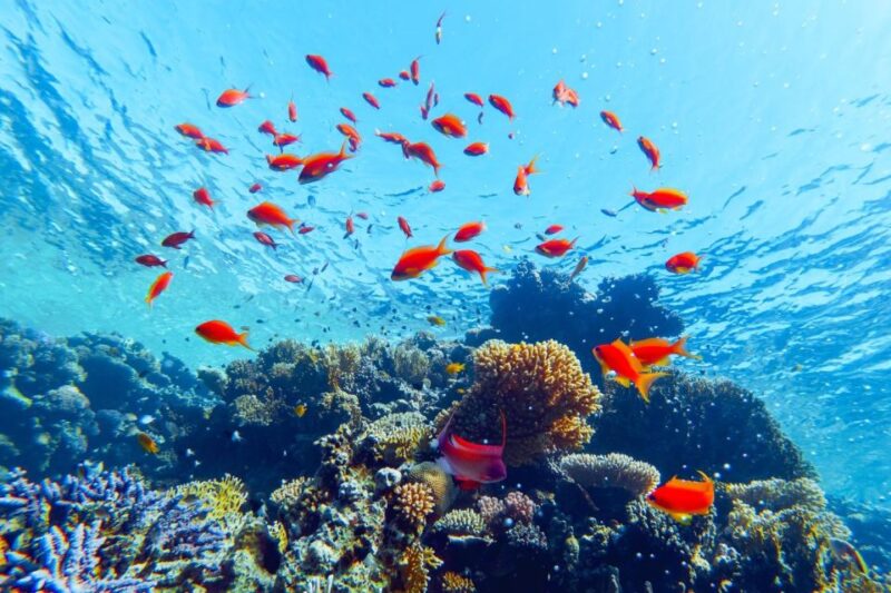 Sharm: Snorkel From the Shore, Mangroove Trees & Salt Lake - Key Points