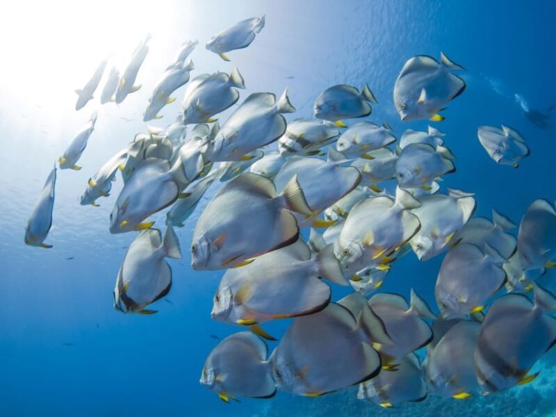 Sharm: Snorkel From the Shore, Mangroove Trees & Salt Lake - Scenic Sights and Panoramas