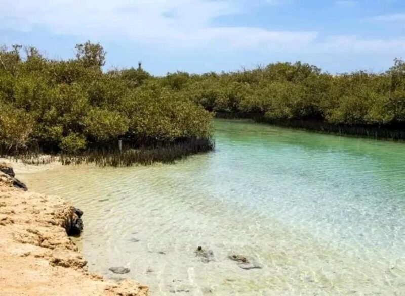 Sharm: Snorkel From the Shore, Mangroove Trees & Salt Lake - Flexible Booking and Cancellation