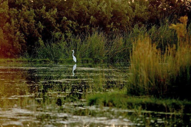 Shaumari Reserve and Azraq Wetland Private Full Day Tour From Amman - Clothing and Alcohol Policy