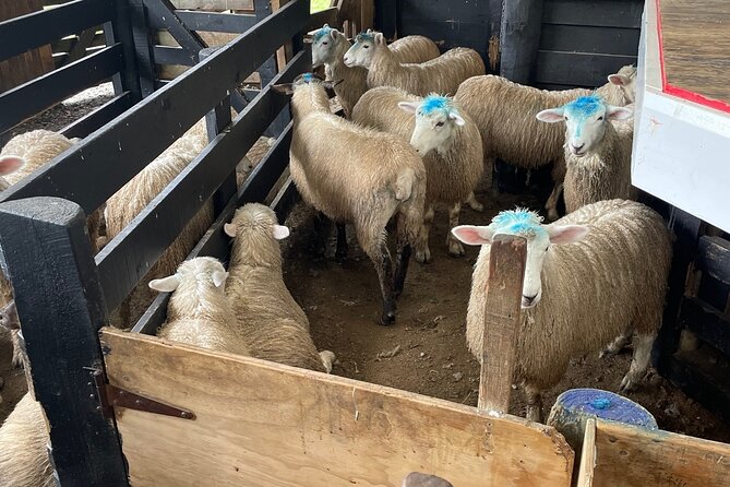 Sheep World Country Tour From Auckland - Meeting and Pickup