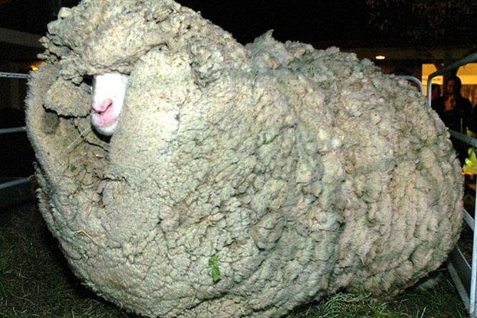 Sheep World Country Tour From Auckland - Positive Feedback